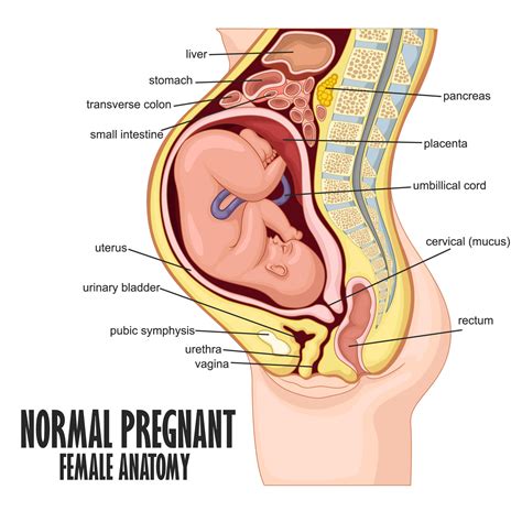 Normal Pregnant Female Anatomy Vector Illustration 24393507 Vector Art