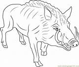 Coloring Wild Pig Boar Pages Hog Eurasian Color Coloringpages101 Printable Getcolorings Getdrawings sketch template