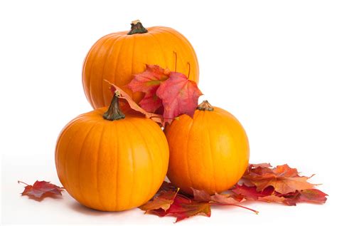 pumpkin preparation tips  smart  halloween   fall