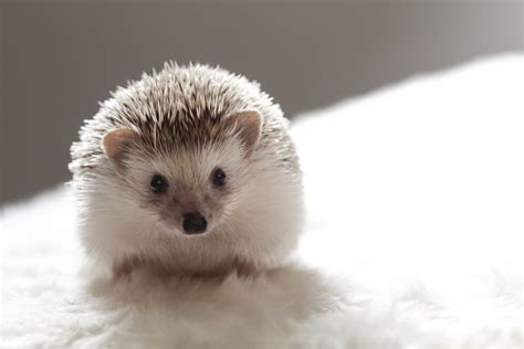 names  pet hedgehogs porcupines  tenrecs pethelpful