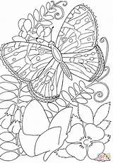 Coloring Butterfly Flowers Pages Flower Kids Butterflies Color Printable Among Hard Adult Sheets Adults Colouring Insects Print Super Princess Drawing sketch template