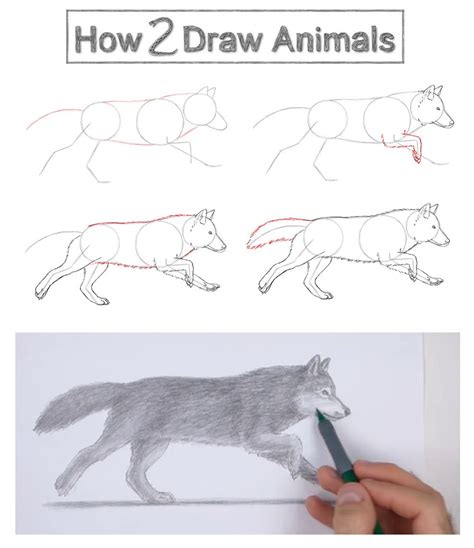 learn  draw  wolf step  step  images  video  howdrawanimalscom wolfart