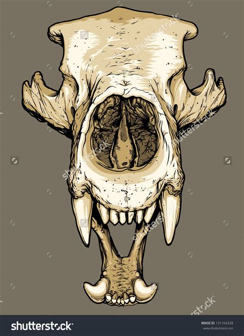 bear skull google search deer skull art tiger skull bear skull skull anatomy skeleton