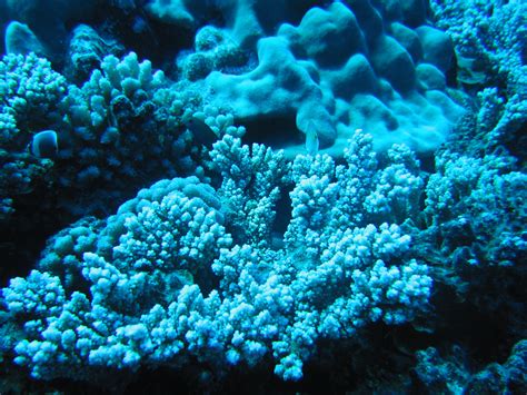 characterizing  microbial communities  caribbean corals