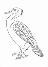Albatross Coloring Pages Coloringbay sketch template