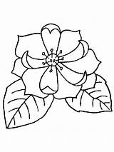 Magnolia Coloring Pages Flower Printable Color Flowers Getcolorings Print Pa sketch template