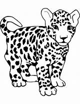 Leopardos Leopardi Kolorowanki Leopards Lamparty Stampare Cartonionline sketch template