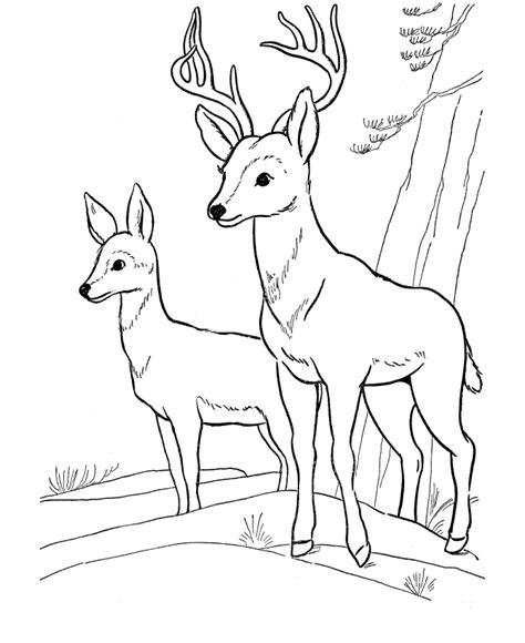 printable deer coloring pages  kids