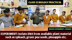 ISOLATION OF DNA 🧬 | CLASS 12 | BIOLOGY PRACTICAL | MAJOR EXPERIMENT | 5 MARKS #dna #isolation #cbse