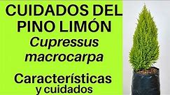 CUIDADOS DEL PINO LIMÓN, Cupressus macrocarpa Var. Goldcrest
