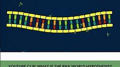 RNA replication and evolution