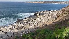 Hordes of pelicans take over a California beach. ‘You couldn’t even see the sand’