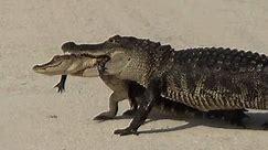 RARE!!! Alligator eats Alligator