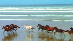 Wild Horses Running Free