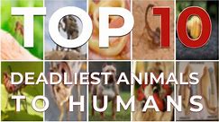 TOP 10: deadliest animals to humans