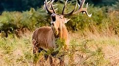 10 Largest Deer in the World