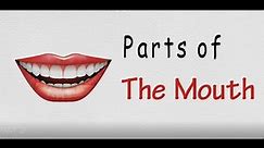 Basic Mouth Anatomy | Learn English Vocabulary Parts Of Mouth Body Parts | Human Body Parts |