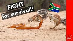 Cape Cobra vs. Mongoose vs. Squirrel - Snake Sighting in the Kgalagadi National Park