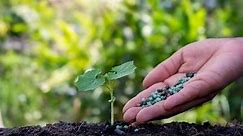 When Is 6-6-6 Fertilizer Best? | How to Use Triple 6