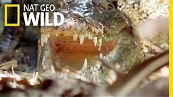 The Nile Crocodile Grows To Be How Big? | Nat Geo Wild