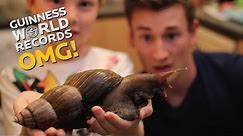 Biggest Snail in the WORLD // On The Road