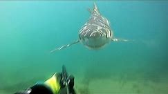 5 SCARY Shark Attacks Caught On Camera