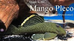 Guide to the Mango/Magnum Pleco (Baryancistrus chrysolomus 'L047')