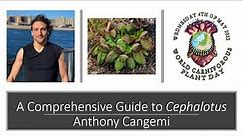 A Comprehensive Guide to Cephalotus with Anthony Cangemi
