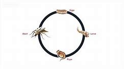 Life Cycle Of Mosquitoes - How Long Do Mosquitoes Live?