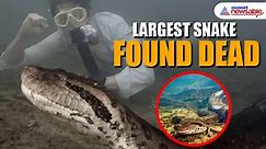 World’s largest snake found dead; Know reason