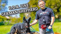 Training Working Line DDR German Shepherd - Day 1