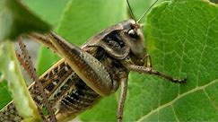 Szarańcza - najbardziej żarłoczny owad świata