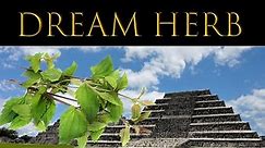 Mexican Dream Herb - Calea zacatechichi