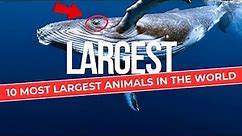 10 Most Largest Animals in the World (Biggest Animals)