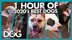 Over ONE HOUR of the Year's Best Dogs | It's Me or the Dog