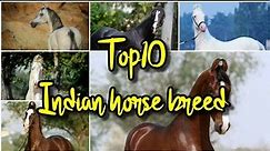 Top 10 Indian horse breed/horse breed