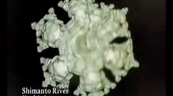 Interview with Dr. Masaru Emoto about the magic of Water(rice experiment)