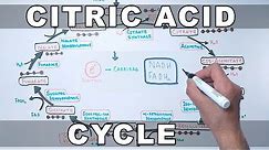 Citric Acid Cycle | Kreb's Cycle