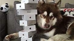 Filho de bilionário chinês compra oito iPhones 7 para cão
