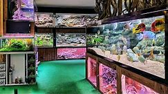 Epic Tour of the Most Interesting Fish Store - Unimati
