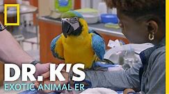 A Rescued Macaw Gets a Check-Up | Dr. K's Exotic Animal ER