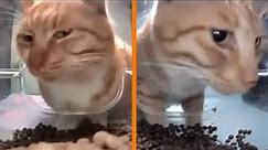 cat eating then looking at the camera meme