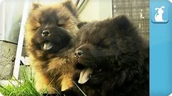 Chow Chow Puppies - PuppyLove