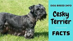 Cesky Terrier dog breed. All breed characteristics and facts about Cesky Terrier