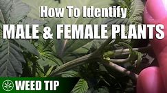 How To Identify Male & Female Cannabis Plants