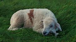 Cox Mobile TV Spot, 'Sleepy Sheep'
