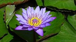 Tripping From It - Blue Lotus (Nymphaea caerulea) Experience Report #1