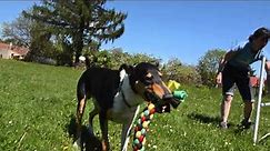 GO! Smooth Collie in Action