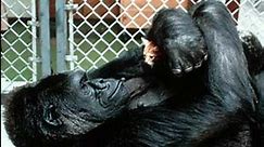 Koko the gorilla dies