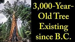 3000-Year-Old 2nd Oldest Giant Sequoia Tree Still Alive - World's 26th Largest Tree | California